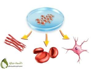 الفرق بين الخلايا الجذعية والبلازما